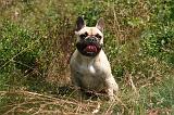 BOULEDOGUE FRANCAIS 1298